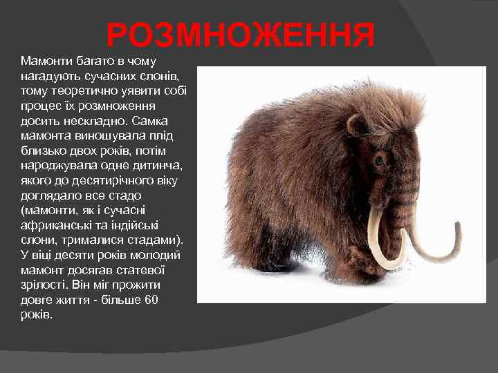 РОЗМНОЖЕННЯ Мамонти багато в чому нагадують сучасних слонів, тому теоретично уявити собі процес їх