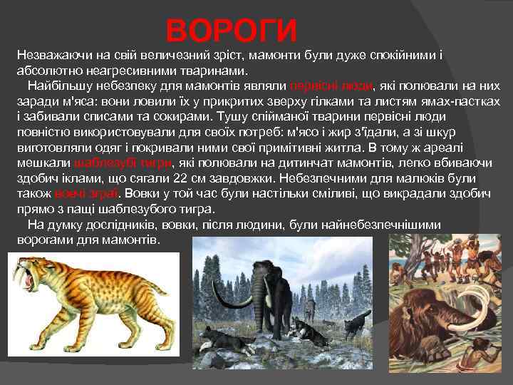 ВОРОГИ Незважаючи на свій величезний зріст, мамонти були дуже спокійними і абсолютно неагресивними тваринами.