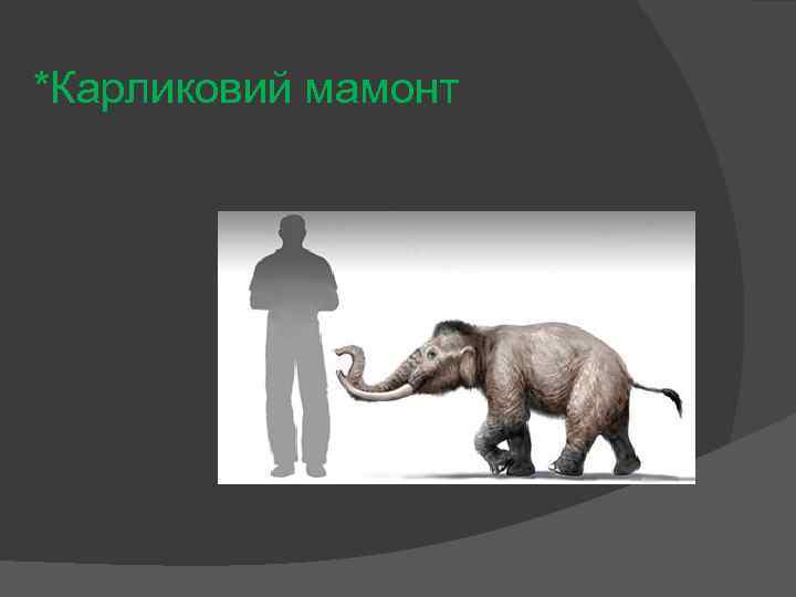 *Карликовий мамонт 