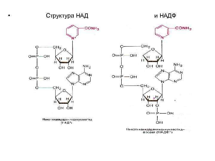 • Структура НАД и НАДФ 