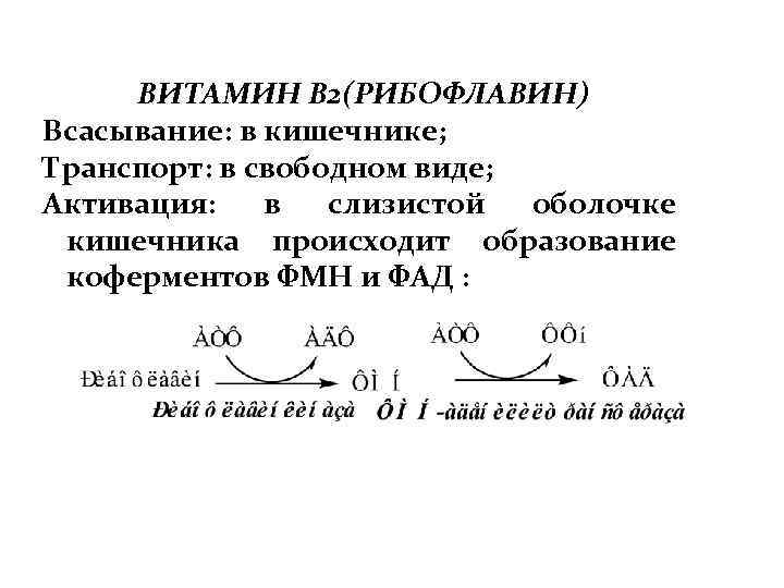 ВИТАМИН B 2(РИБОФЛАВИН) Всасывание: в кишечнике; Транспорт: в свободном виде; Активация: в слизистой оболочке