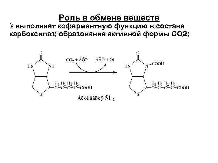 Роль в обмене веществ Øвыполняет коферментную функцию в составе карбоксилаз: образование активной формы СО