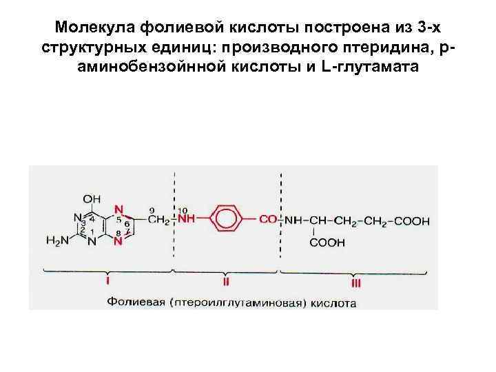 Молекула фолиевой кислоты построена из 3 -х структурных единиц: производного птеридина, раминобензойнной кислоты и