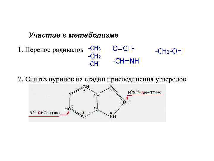 Участие в метаболизме 1. Перенос радикалов -СН 3 -СН 2 -СН О=СН- -СН 2