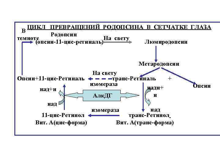 Схема фотохимического зрительного цикла