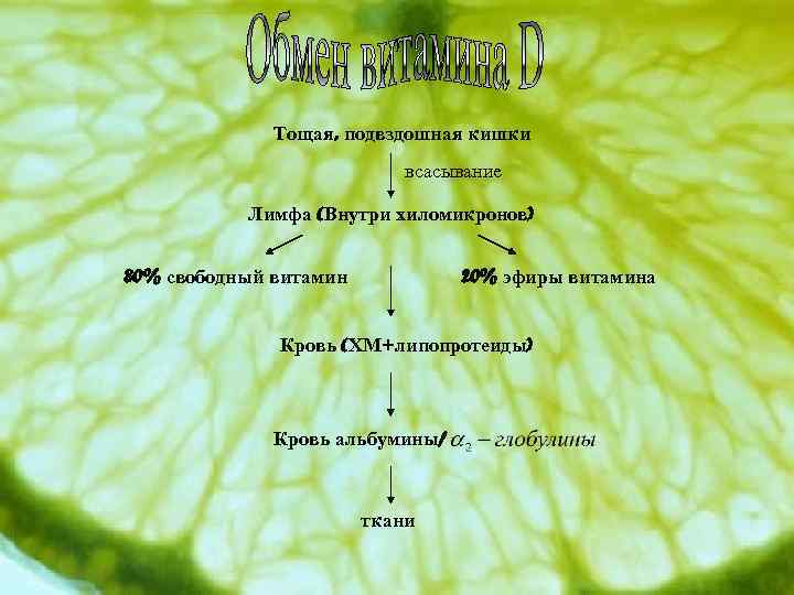 Тощая, подвздошная кишки всасывание Лимфа (Внутри хиломикронов) 80% свободный витамин 20% эфиры витамина Кровь