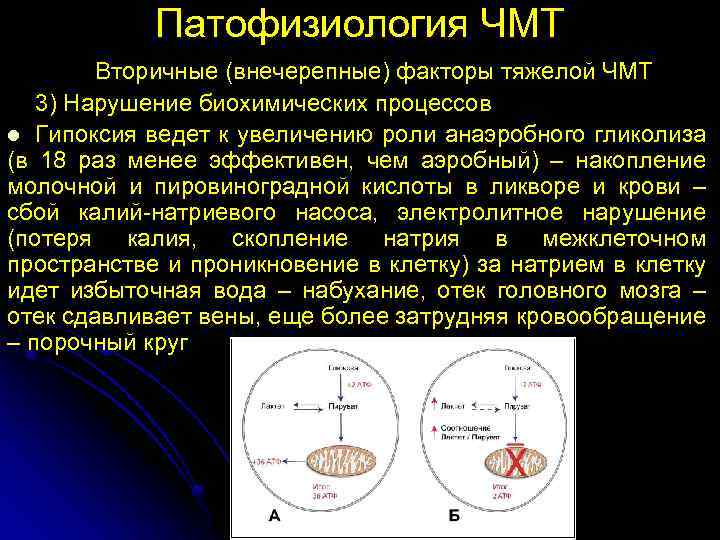 Патофизиология ЧМТ Вторичные (внечерепные) факторы тяжелой ЧМТ 3) Нарушение биохимических процессов l Гипоксия ведет