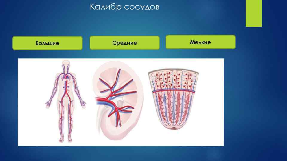 Калибр сосудов Большие Средние Мелкие 