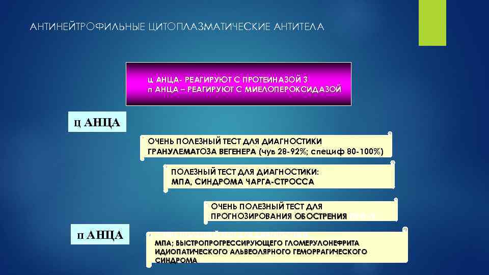 АНТИНЕЙТРОФИЛЬНЫЕ ЦИТОПЛАЗМАТИЧЕСКИЕ АНТИТЕЛА ц АНЦА- РЕАГИРУЮТ С ПРОТЕИНАЗОЙ 3 п АНЦА – РЕАГИРУЮТ С