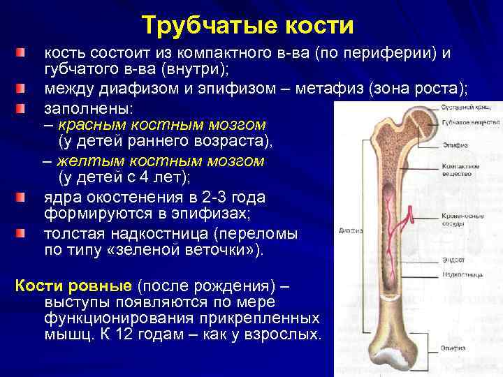 Трубчатые кости кость состоит из компактного в-ва (по периферии) и губчатого в-ва (внутри); между