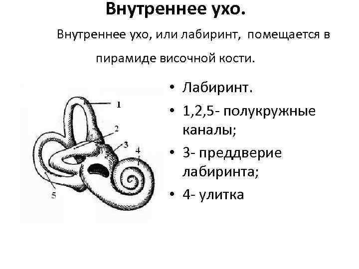 Круглое окно внутреннего уха. Костный Лабиринт внутреннего уха преддверие. Строение костного Лабиринта внутреннего уха. Внутреннее ухо костный Лабиринт. Структура внутреннего уха.