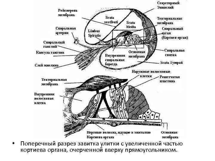  • Поперечный разрез завитка улитки с увеличенной частью кортиева органа, очерченной вверху прямоугольником.