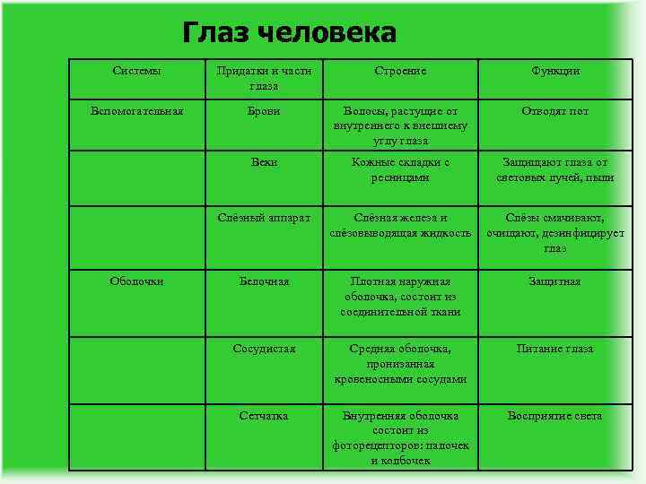 Глаз человека Системы Придатки и части глаза Строение Функции Вспомогательная Брови Волосы, растущие от