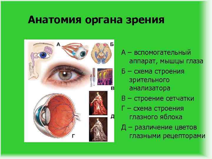 Анатомия органа зрения А – вспомогательный аппарат, мышцы глаза Б – схема строения зрительного