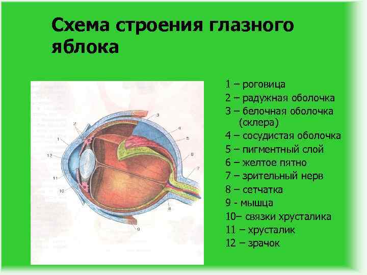 Схема строения глазного яблока 1 – роговица 2 – радужная оболочка 3 – белочная