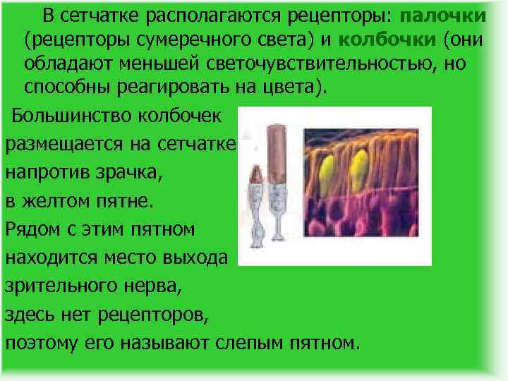 В сетчатке располагаются рецепторы: палочки (рецепторы сумеречного света) и колбочки (они обладают меньшей светочувствительностью,