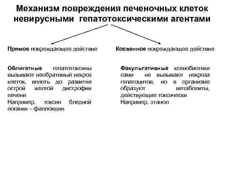 Механизм повреждения печеночных клеток невирусными гепатотоксическими агентами Прямое повреждающее действие Облигатные гепатотоксины вызывают необратимый