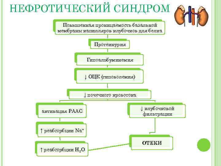 НЕФРОТИЧЕСКИЙ СИНДРОМ Повышенная проницаемость базальной мембраны капилляров клубочков для белка Протеинурия Гипоальбуминемия ↓ ОЦК