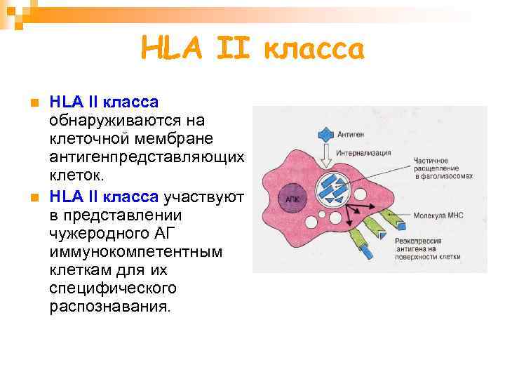 HLA II класса n n HLA II класса обнаруживаются на клеточной мембране антигенпредставляющих клеток.
