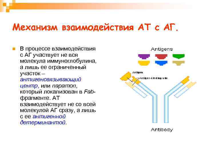 К презентации антигена способны