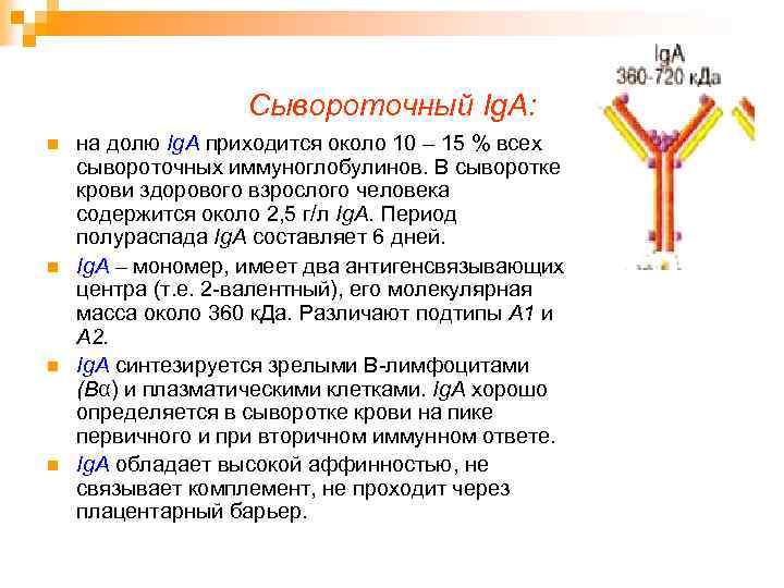 Сывороточный Ig. А: n n на долю Ig. А приходится около 10 – 15