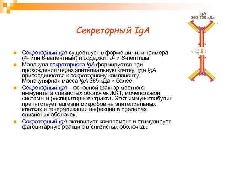 Секреторный Ig. А n n Секреторный Ig. А существует в форме ди- или тримера