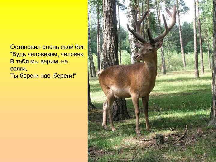 Остановил олень свой бег: “Будь человеком, человек. В тебя мы верим, не солги, Ты