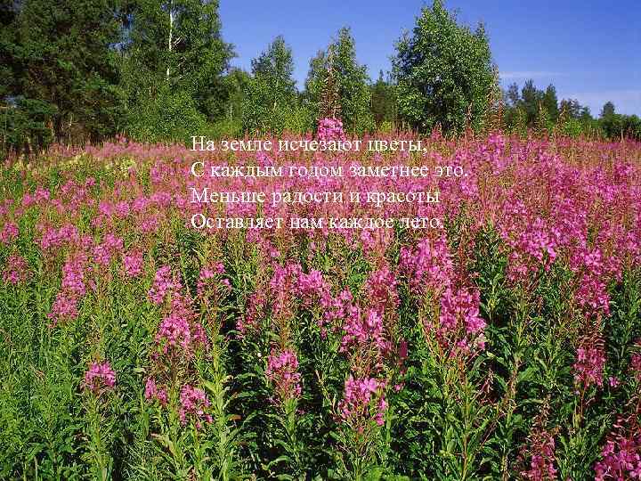  На земле исчезают цветы, С каждым годом заметнее это. Меньше радости и красоты