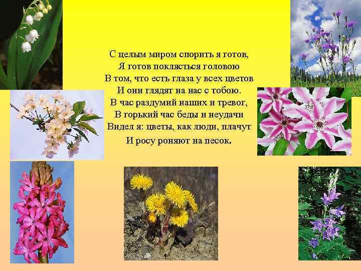 С целым миром спорить я готов, Я готов поклясться головою В том, что есть