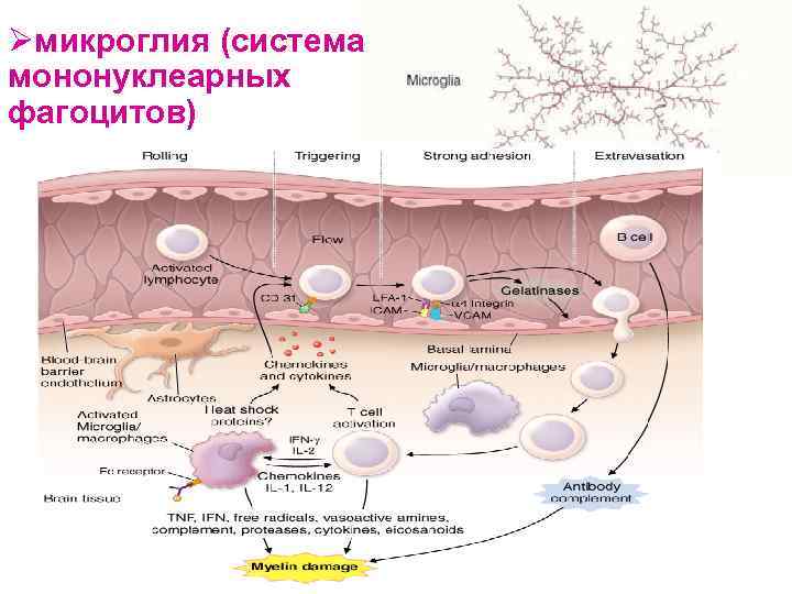 Øмикроглия (система мононуклеарных фагоцитов) 