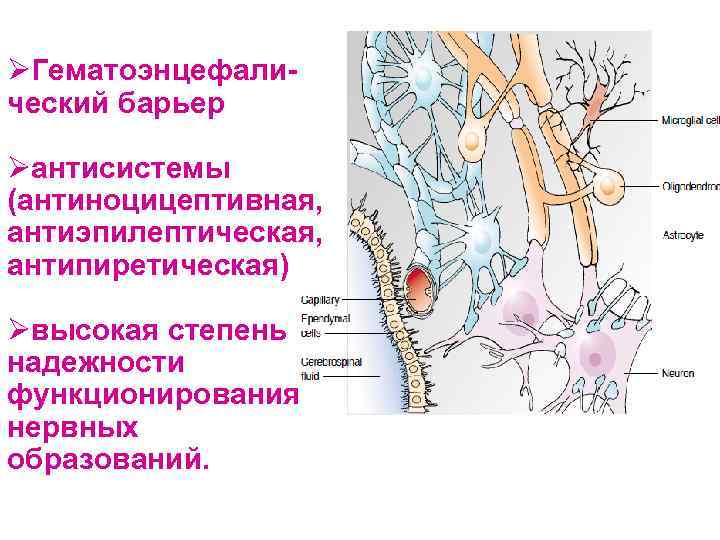 ØГематоэнцефалический барьер Øантисистемы (антиноцицептивная, антиэпилептическая, антипиретическая) Øвысокая степень надежности функционирования нервных образований. 