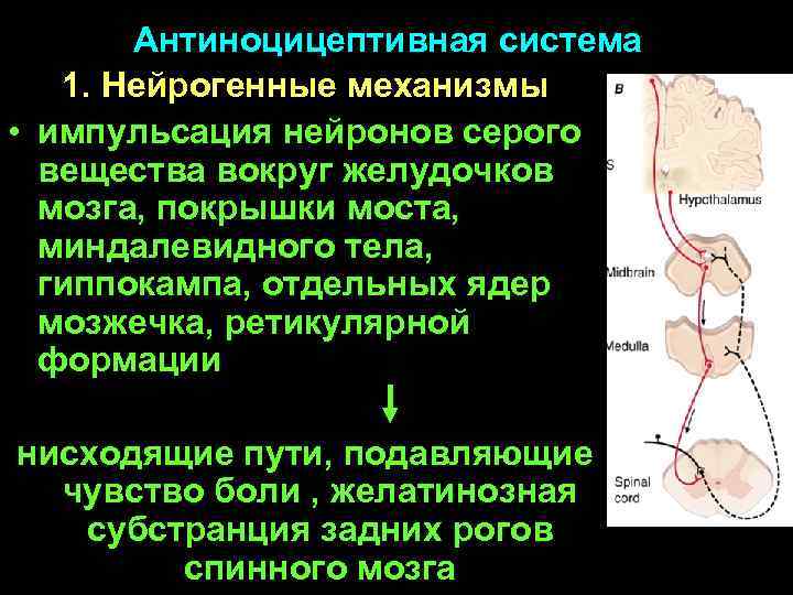 Антиноцицептивная система 1. Нейрогенные механизмы • импульсация нейронов серого вещества вокруг желудочков мозга, покрышки