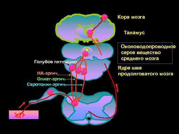  Кора мозга Таламус Околоводопроводное Голубое пятнышко серое вещество среднего мозга Ядра шва НА-эргич.