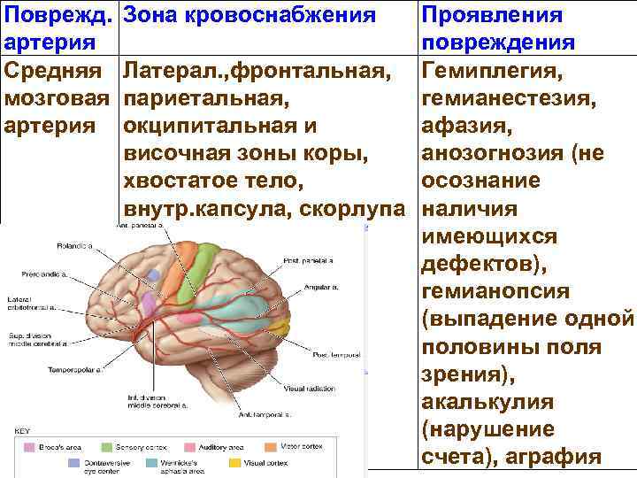 Поврежд. Зона кровоснабжения артерия Средняя Латерал. , фронтальная, мозговая париетальная, артерия окципитальная и височная