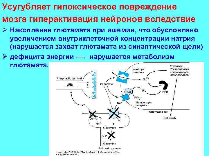 Усугубляет гипоксическое повреждение мозга гиперактивация нейронов вследствие Ø Накопления глютамата при ишемии, что обусловлено