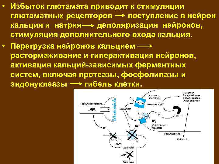  • Избыток глютамата приводит к стимуляции глютаматных рецепторов поступление в нейрон кальция и