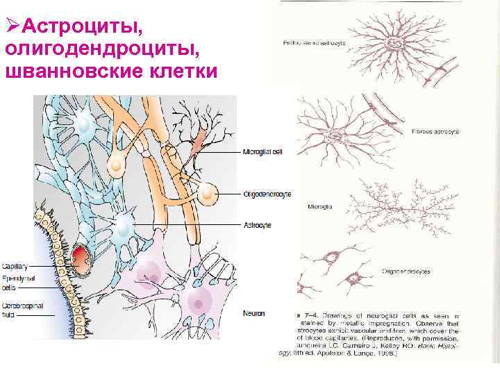 ØАстроциты, олигодендроциты, шванновские клетки 