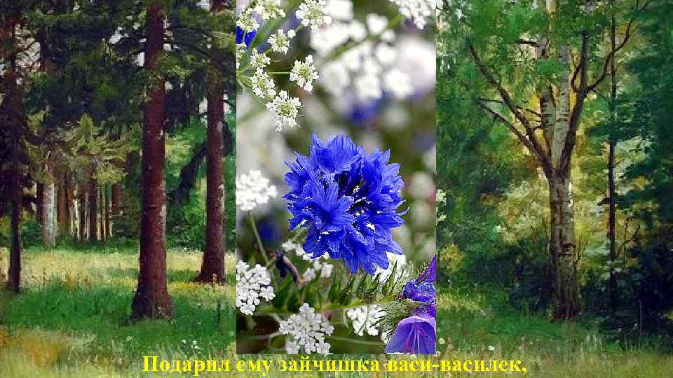 Подарил ему зайчишка васи-василек, 
