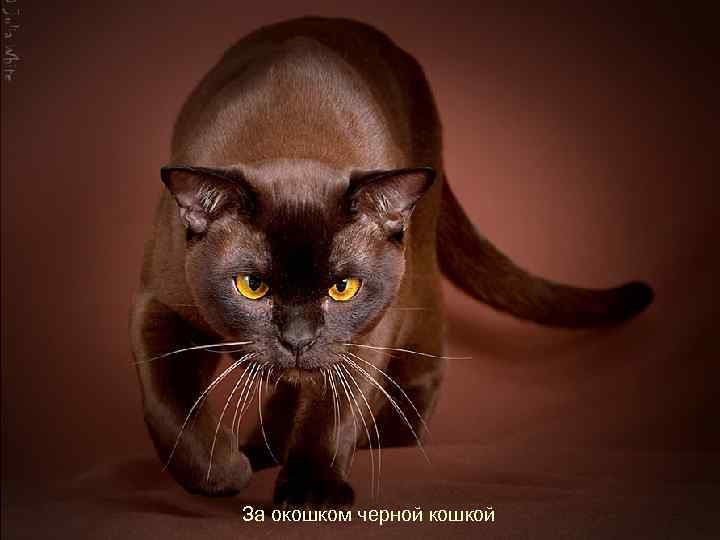 За окошком черной кошкой 