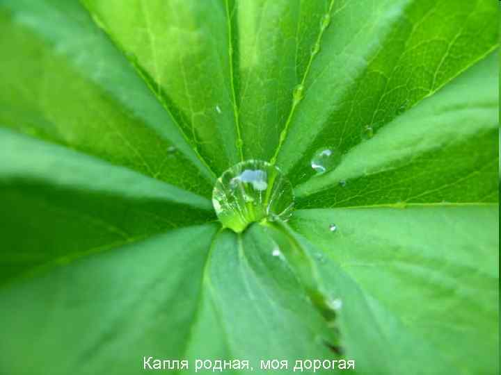 Капля родная, моя дорогая 