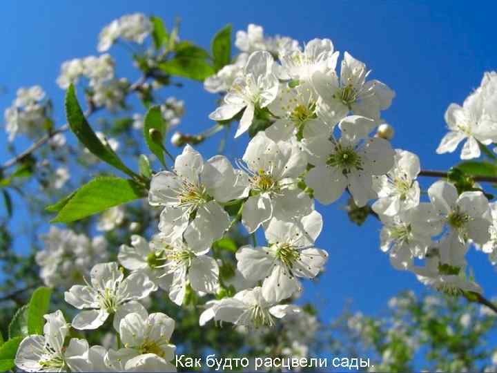 Как будто расцвели сады. 