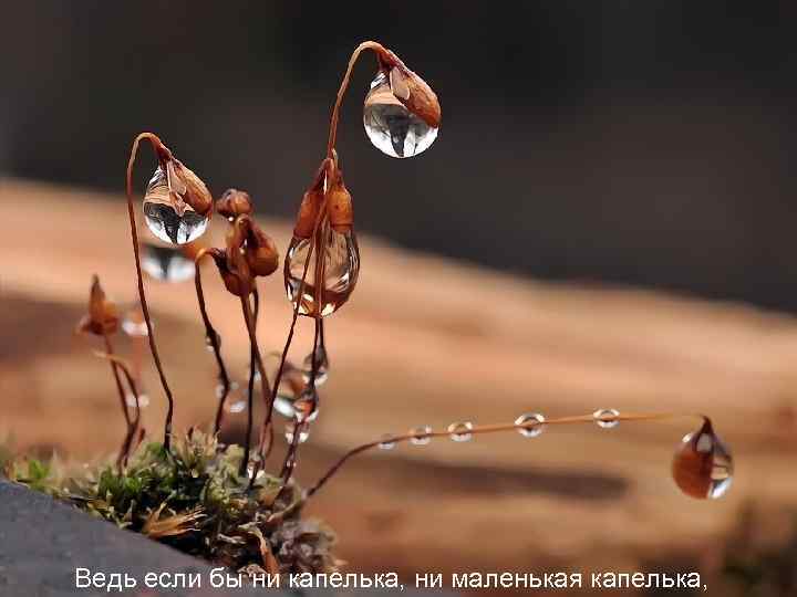 Ведь если бы ни капелька, ни маленькая капелька, 