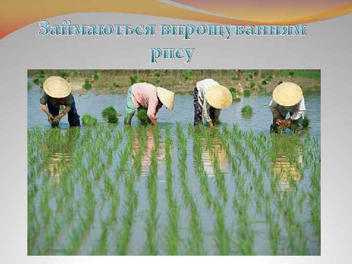 Займаються вирощуванням рису 