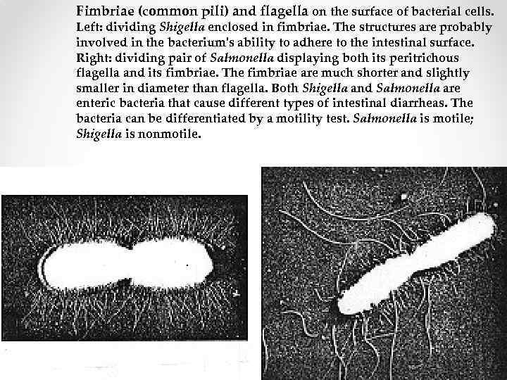 Fimbriae (common pili) and flagella on the surface of bacterial cells. Left: dividing Shigella