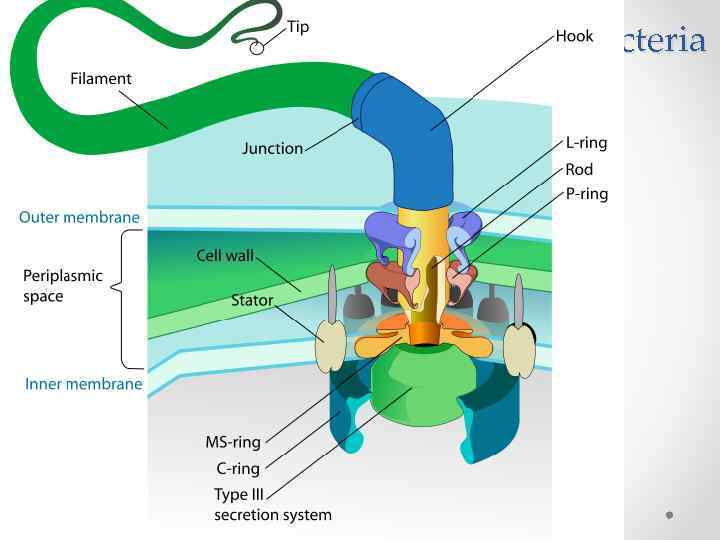 Flagellum of Gram-negative Bacteria 