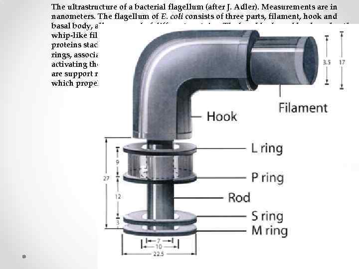 The ultrastructure of a bacterial flagellum (after J. Adler). Measurements are in nanometers. The