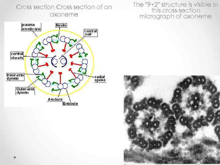 Cross section of an axoneme The "9+2" structure is visible in this cross-section micrograph