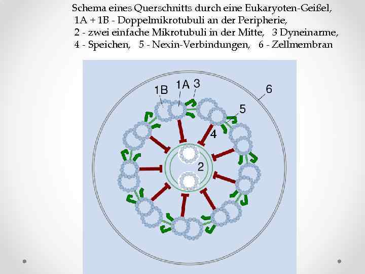 Schema eines Querschnitts durch eine Eukaryoten-Geißel, 1 A + 1 B - Doppelmikrotubuli an