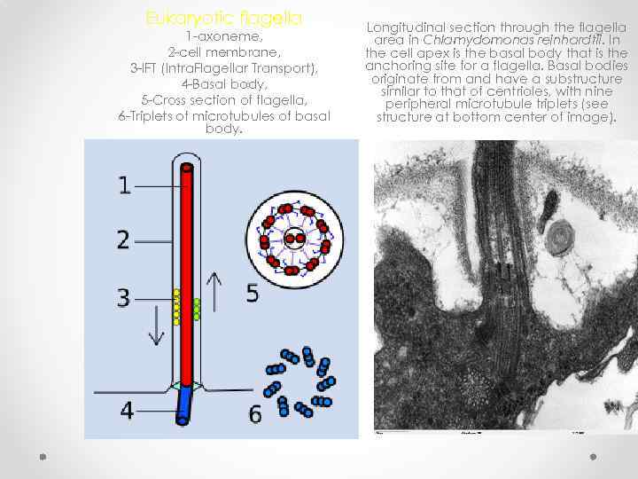 Eukaryotic flagella 1 -axoneme, 2 -cell membrane, 3 -IFT (Intra. Flagellar Transport), 4 -Basal