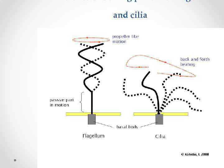 and cilia 
